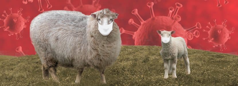 Incertidumbre ante la Viruela Ovina y Caprina