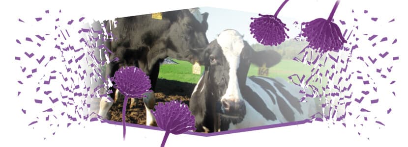 Impacto de las micotoxinas en vacas lecheras
