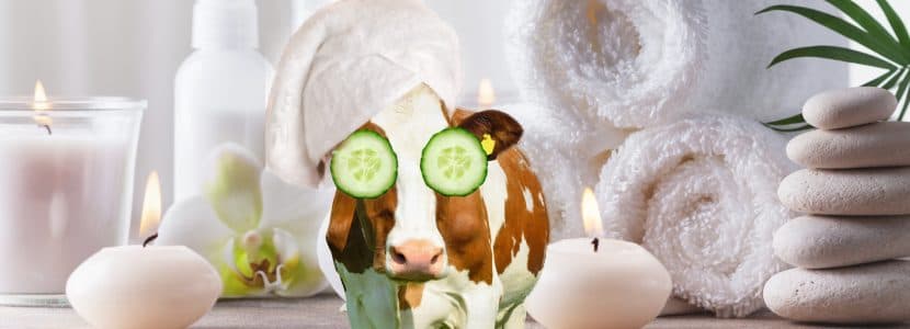Nueva normativa para mejorar el bienestar animal en granjas