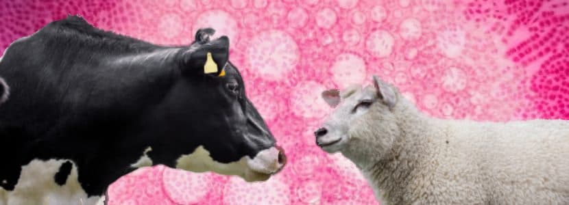 Potencial de células madre pluripotentes de rumiantes domésticos