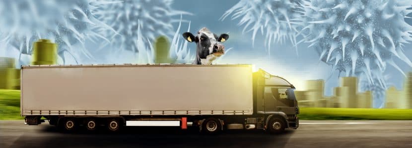 Normas internacionales para la gestión de movimientos animales