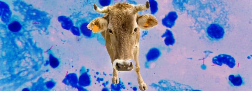 Nuevos focos de tuberculosis bovina en Asturias