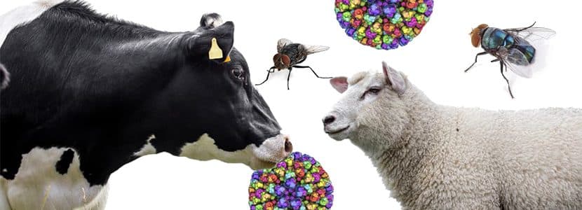 Importancia del control de insectos voladores en rumiantes