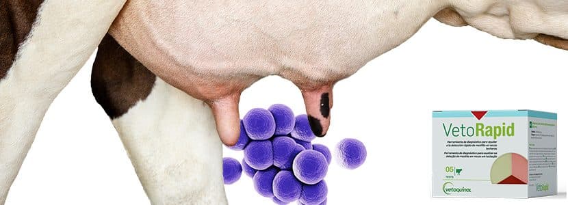 VetoRapid, para una fácil y rápida identificación de las bacterias causantes de mastitis clínica en granja
