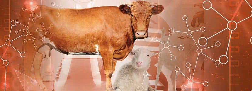 Tecnología innovadora al servicio de la producción de rumiantes