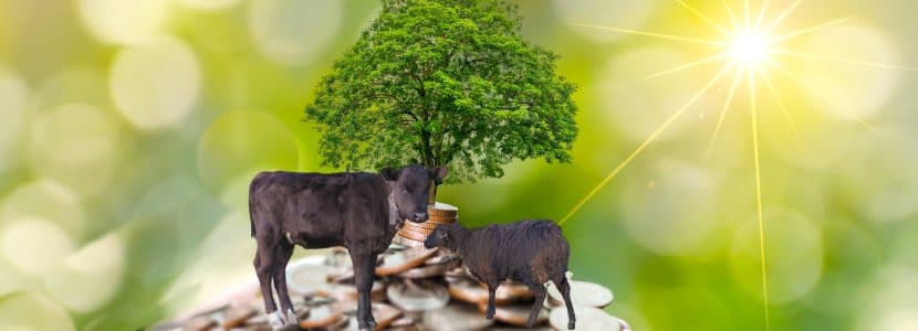 Nuevas medidas de apoyo para el sector ganadero y agrícola