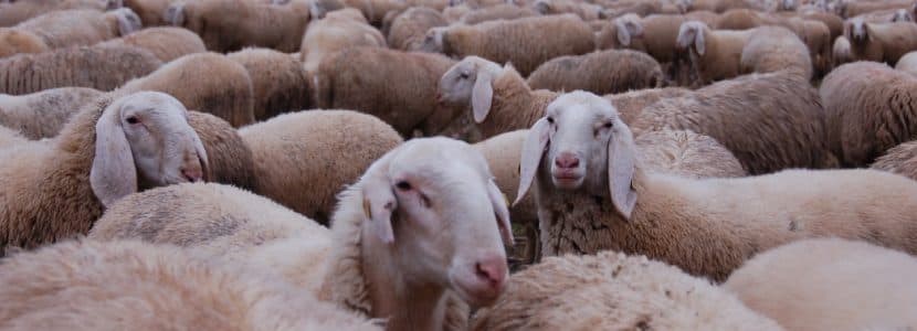 El webinar “Guía para la gestión de hembras lecheras de ovino y caprino” de Boehringer Ingelheim reúne a cerca de 200 profesionales