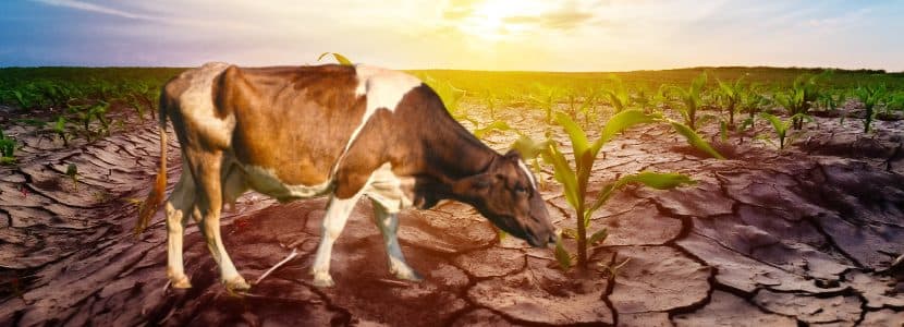La sequía obliga a sacrificar 50 vacas a la semana en Castellón
