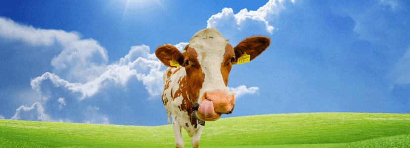La digestión de las vacas