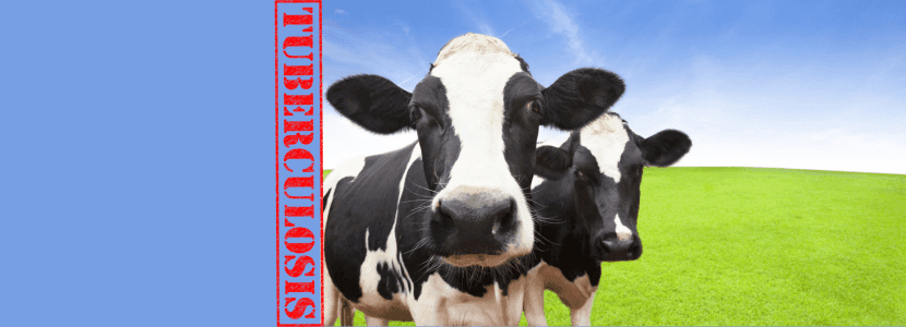 TUBERCULOSIS BOVINA