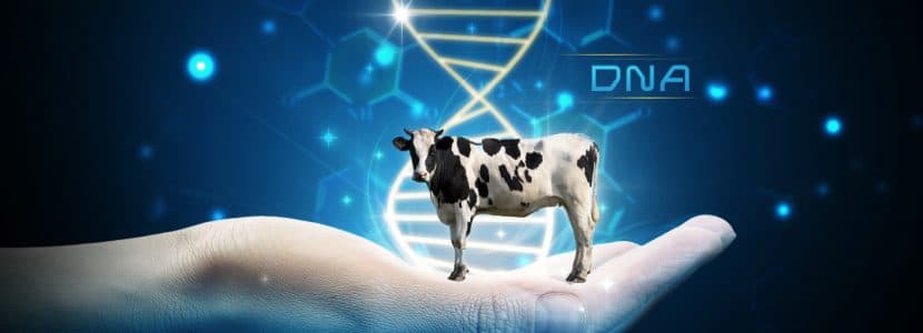 Avances recientes en genética bovina