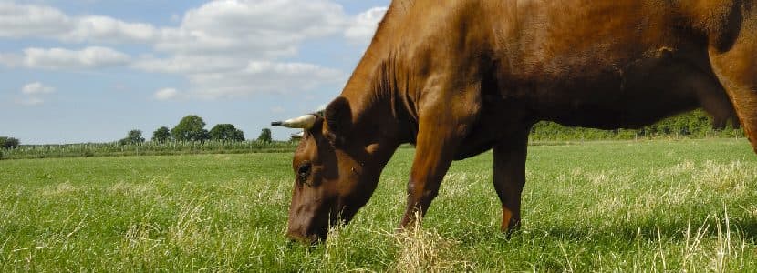 Andalucía y Extremadura autorizan alimentar al ecológico como convencional