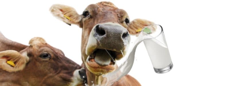 Alemania y Francia poseen más de un tercio de las vacas lecheras