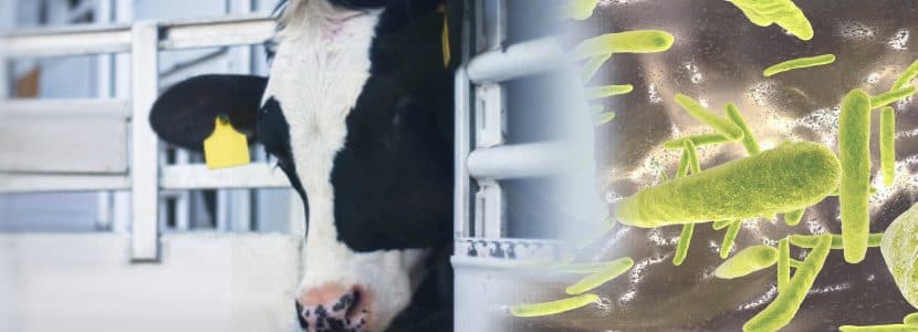El Gobierno limita el movimiento de ganado bovino en Castilla y León