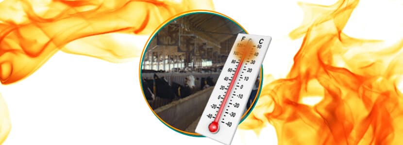Impacto del estrés por calor en vacuno de leche