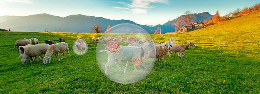 Aspectos fundamentales para el control de las Lentivirosis Ovi-Caprinas