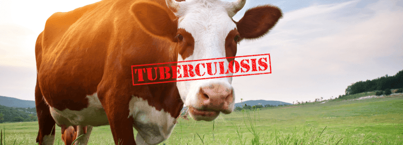Vacas con tuberculosis en Riaño