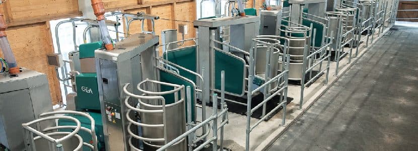 El primer Batch Milking en Galicia con 8 robots, en camino