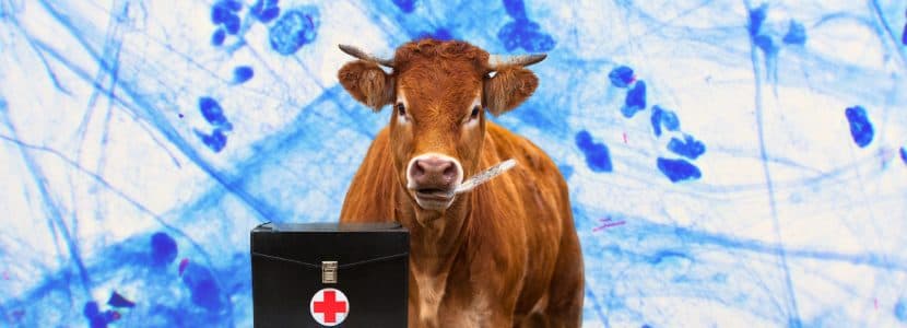 El riesgo de infectarse de tuberculosis bovina es prácticamente nulo