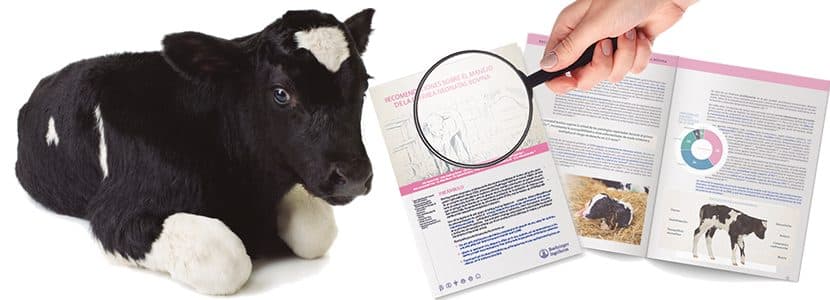 ¿Qué es el documento de consenso sobre las recomendaciones para el manejo de la Diarrea Neonatal Bovina?