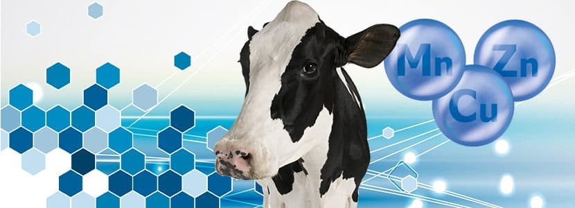 Aumenta la productividad de tus vacas lecheras con oligoelementos