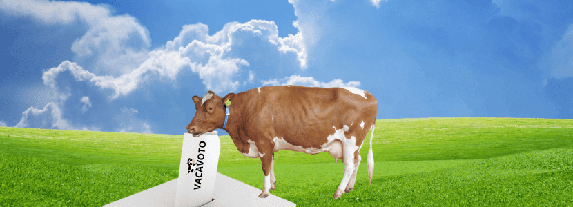 ¿Las vacas deberían votar?