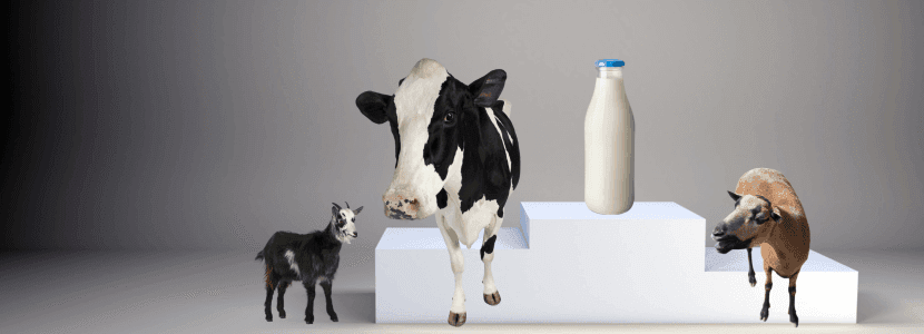 ¿Leche de vaca, oveja o cabra?
