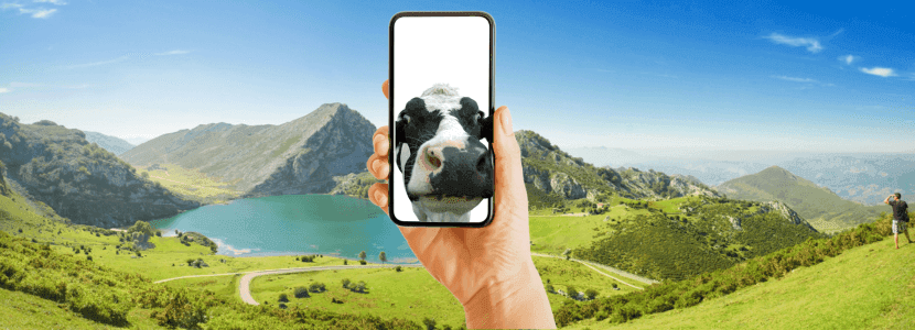 ¿Una app de vacas en Galicia?