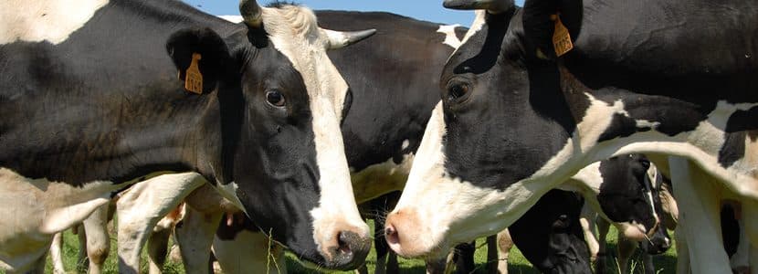 Boehringer Ingelheim alcanza 25 millones de dosis aplicadas de Bovela®