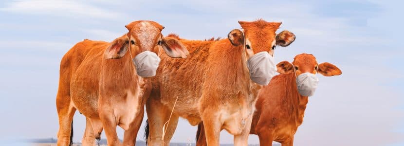 Extremadura confirma un foco de Enfermedad Hemorrágica Epizoótica