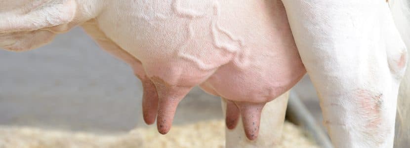 ¿Conoces la nueva web dedicada al manejo del vacuno de leche?