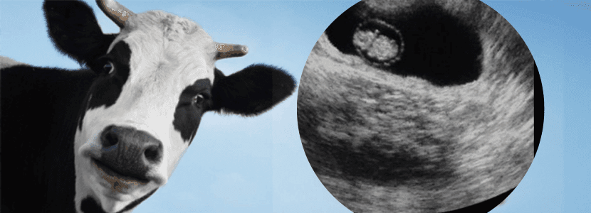 Evaluación ecográfica del bovino