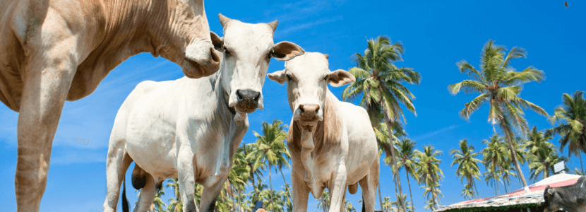 Spa para las vacas