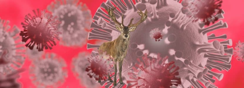 Primeras evidencias de infección de cérvidos con covid-19 en España