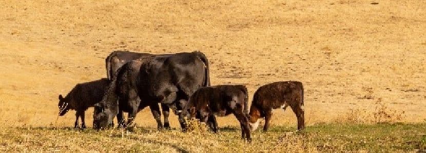Ponen en valor el trabajo en las granjas para garantizar el bienestar animal