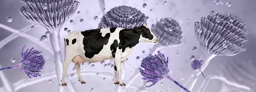 Micotoxicosis en vacas - Patogénesis, signos y lesiones