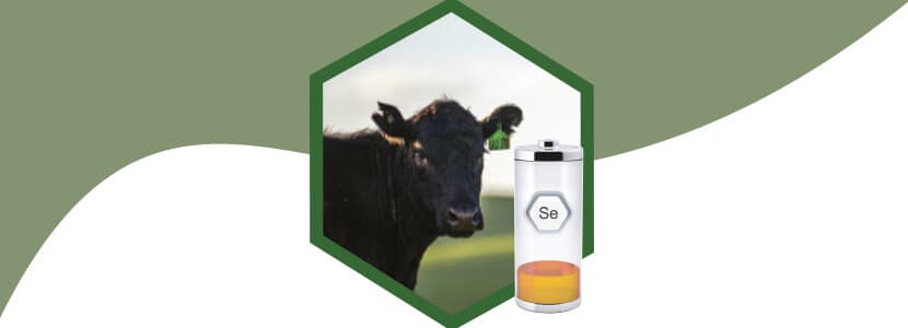 Mortalidad de terneros por deficiencia de selenio en un rebaño de raza Wagyu