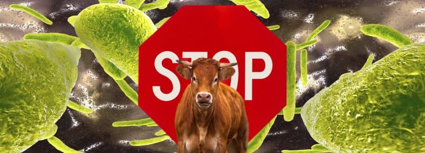 Nueva Zelanda: cero casos de Mycoplasma bovis