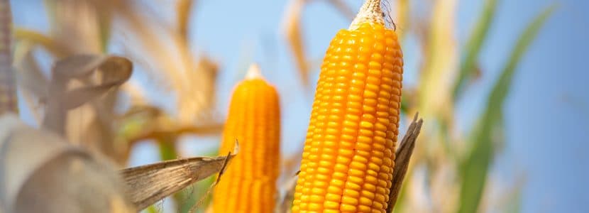 Previsión materias primas octubre - Expectantes por el inicio de la cosecha de maíz y soja en el hemisferio norte