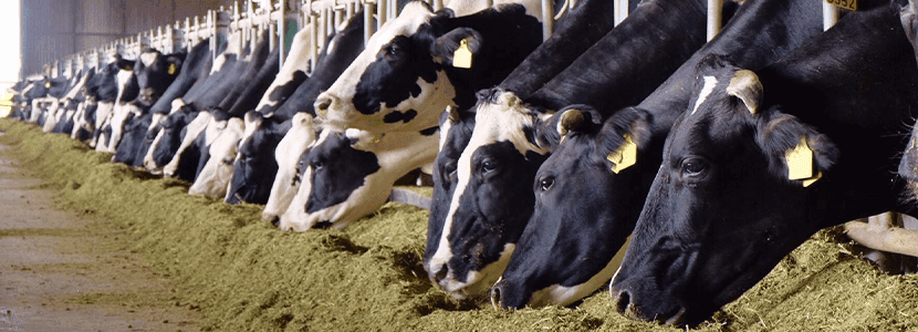 SILVAIR®, herramienta nutricional de Cargill diseñada para reducir la producción de metano, disminuyendo el impacto ganadero en el medioambiente