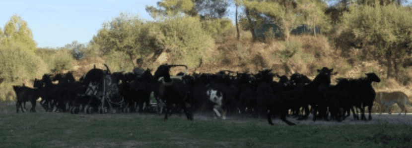 El rebaño de cabras llega a Penyafel