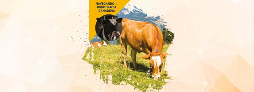 Navegando la burocracia ganadera: Nueva ordenación de explotaciones bovinas