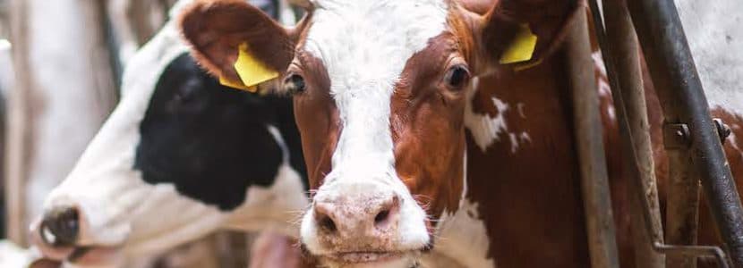 Mastatest - Enfoque novedoso y sostenible con el uso de antibióticos para el diagnóstico de mastitis en granja