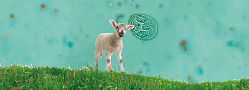 ¿Cómo afrontan ganaderos y veterinarios la coccidiosis ovina en España?