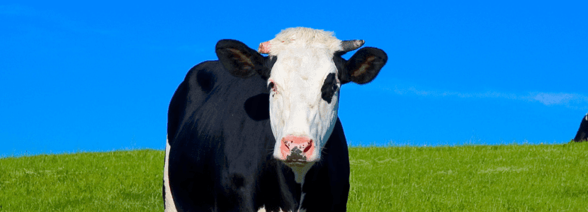 Comercio mundial de carne de vacuno