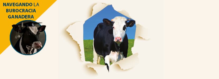 Navegando la burocracia ganadera: Nuevo Real Decreto de Identificación y Trazabilidad animal - Bovinos