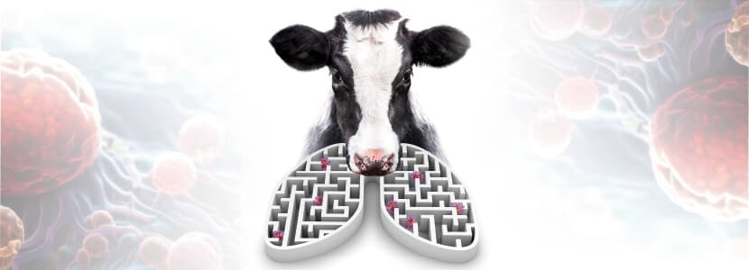 Síndrome respiratorio bovino - Importancia del manejo: desde la vaca hasta el cebadero