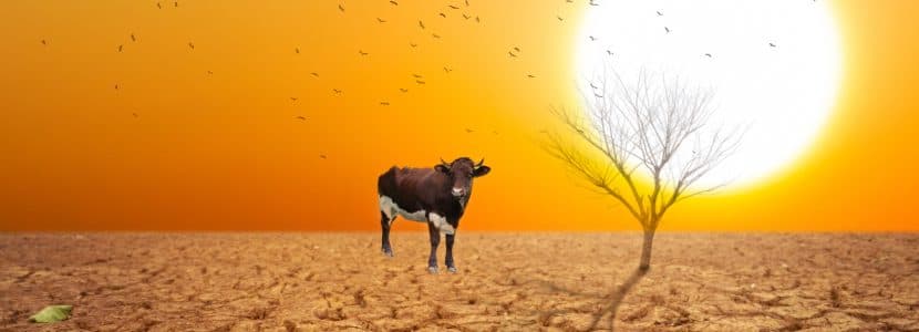ASAJA denuncia el “Atraco” de Agroseguro con el seguro de sequía en pastos