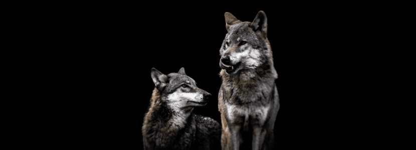 Ayudas para los ataques del lobo