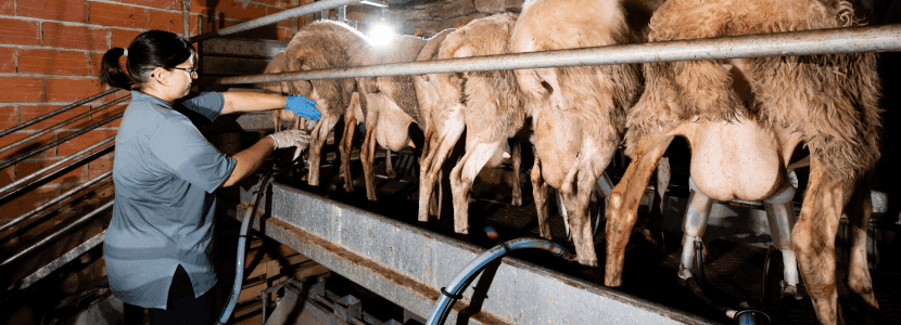 Beneficios de la leche de oveja